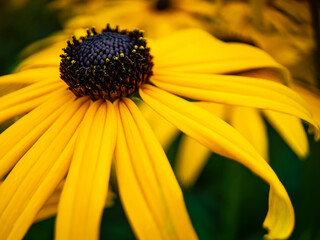 yellow flower closeup