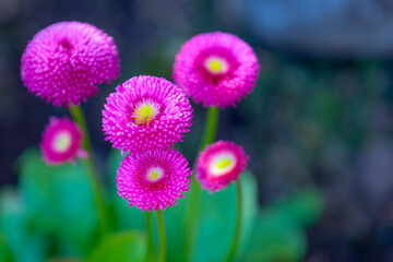 purple and yellow flowers