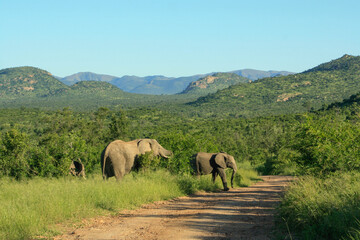 Obraz premium elephants in the wild with mountains in the background