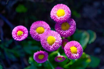 flowers in the garden