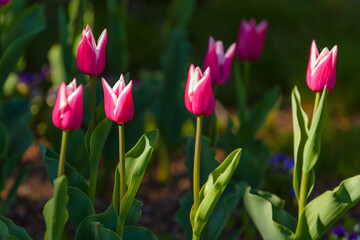 pink tulips in spring