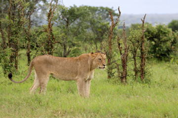 Fototapeta premium lion in the grass