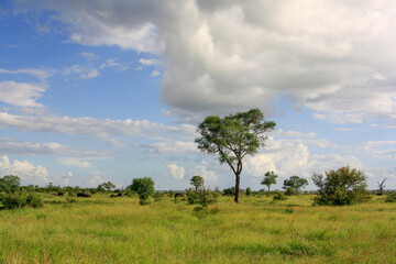 tree in the field