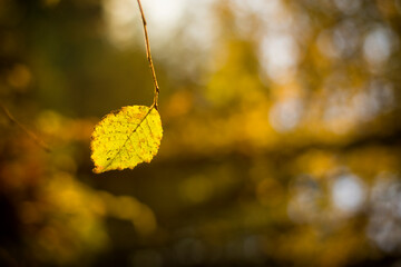yellow autumn leaves