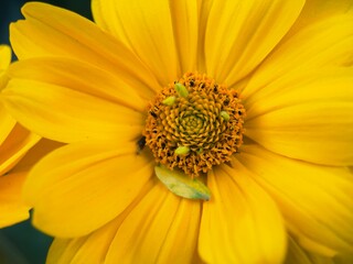 yellow flower macro