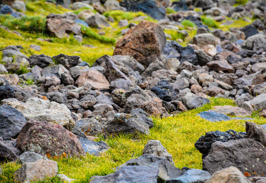 A sparrow between the rocks