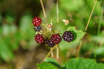 A closeup view of blackberries, or evergreen blackberries or Rubus laciniatus.