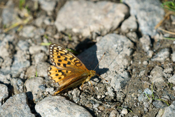 Fototapeta na wymiar Butterfly Speyeria aglaja on the rock.