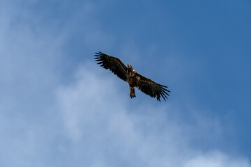 White tailed eagle, Haliaeetus albicilla, with blue background.
