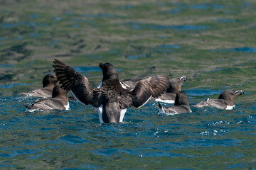 A group of Razorbills (Alca torda)at sea at Runde bird Island, Norway.