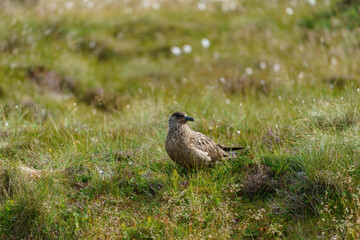 Great Skua in the wild relaxing in the grass.