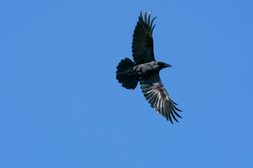 Flying common raven against a blue sky.
