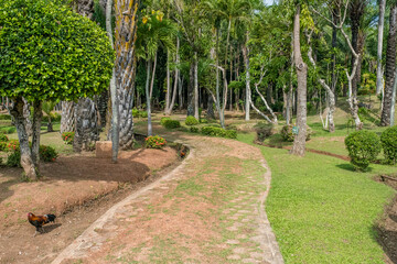 Beautiful and fertile forests full of beautiful green and sunny