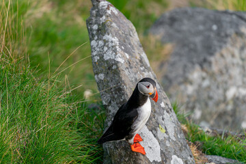 Atlantic puffin (Fratercula arctica) on the island of Runde in the Norway.