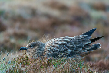 Close portrait of the Great Skua at Runde, Norway (Catharacta skua).