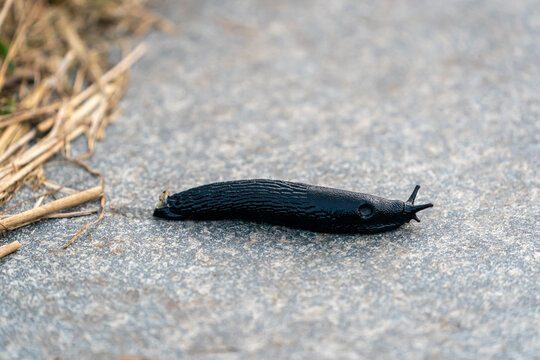 A summer picture with a black slug (Arion ater) in closeup