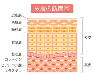 皮膚の断面図