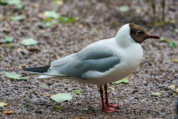 Black-headed Gull, chroicocephalus ridibundus, standing on the ground.