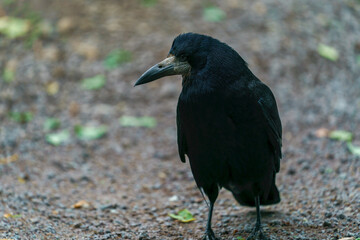 Carrion crow (Corvus corone) black bird standing on the ground.