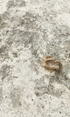 gray dry leaf isolated on cement road