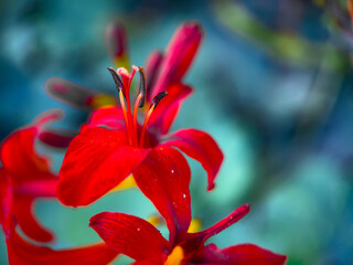 red lily closeup