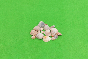 Three meringue seashells on a green background.