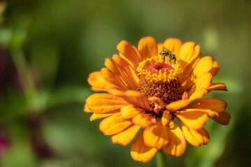 bee on yellow flower in summer