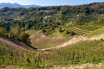 Fototapeta na wymiar a valley covered with vineyards on the Prosecco hills