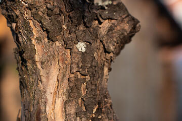 bark of an old tree in bokeh