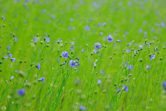 Blue flaxes blooming in springtime meadow