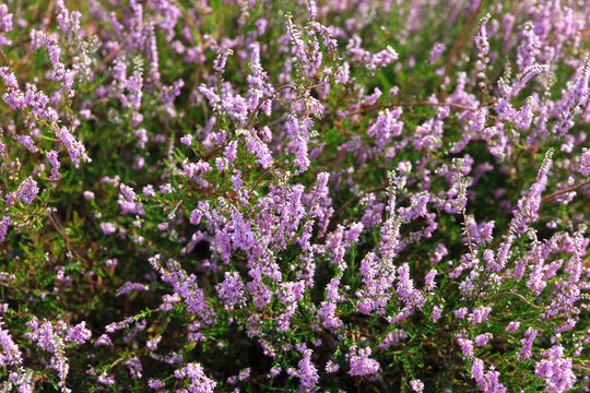 Heather blooming in summer