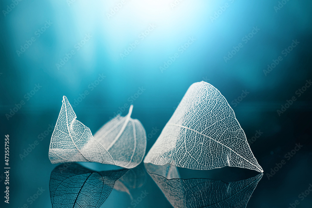Poster white transparent leafs on mirror surface with reflection on blue background, macro. abstract artist