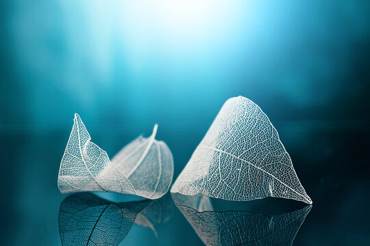 White transparent leafs on mirror surface with reflection on blue background, macro. Abstract artistic natural dreamy image.