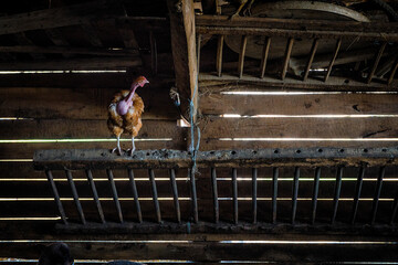 Naklejka premium hen in the barn