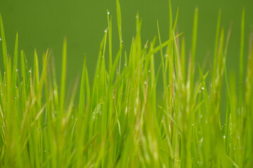 Close up of fresh thick grass with water drops in the early morning