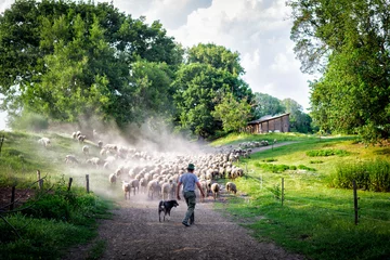 Zelfklevend Fotobehang the shepherd drives the sheep to the field © Martin