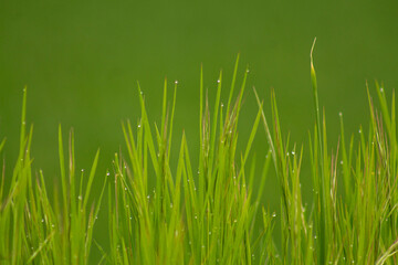 Close up of fresh thick grass with water drops in the early morning