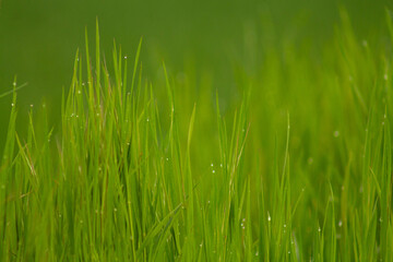 Close up of fresh thick grass with water drops in the early morning