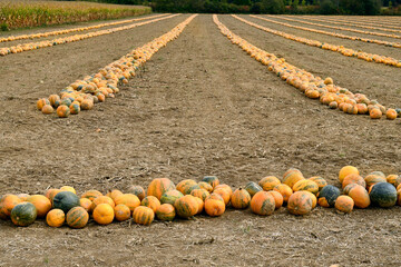 Austria, Styria, Pumpkin Harvest