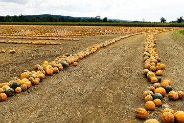 Austria, Styria, Pumpkin Harvest