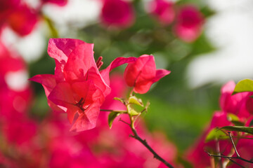 bougainvillea blooming in the background flower background