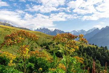 Amazing view on the sharp Svaneti mountain peaks near Mestia in the Greater Caucasus Mountain Range,Upper Svaneti,Country of Georgia. Hiking trail to the Koruldi Lakes,covered by flowers.Alpine Meadow