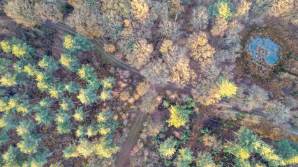 Directly above aerial drone full frame shot of green emerald pine forests and yellow foliage groves with beautiful texture of treetops. Beautiful fall season scenery. Mountains in autumn golden colors