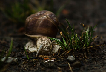 Snail crawling on the grass around the grass, wet weather. Snail in the natural environment.