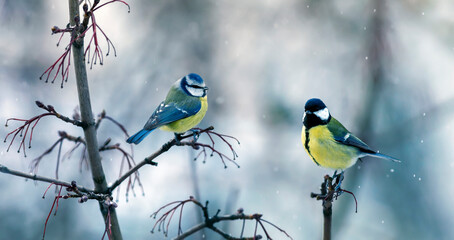 two birds tit and lapis lazuli sit on the branches opposite each other in the winter garden
