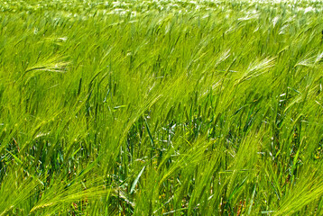 Light green field of wheat