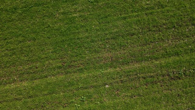 Top down view on green wheat field with weeds and dry ground during drought. Concept of work in agricultural farm for making business and having profit from production organic food