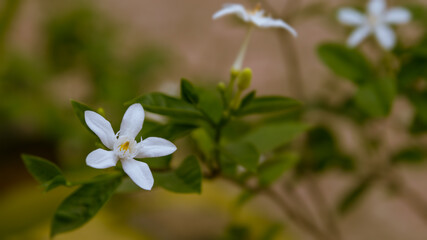 white jasmine flower, there is only one flower that is blooming, like a lonely flower