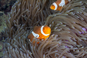 Clown fish in Indonesia