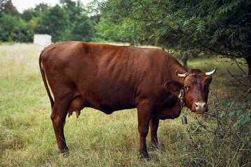 cow eating grass agriculture nature farm agriculture